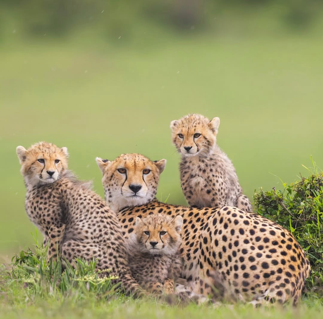 Mid Range Safaris