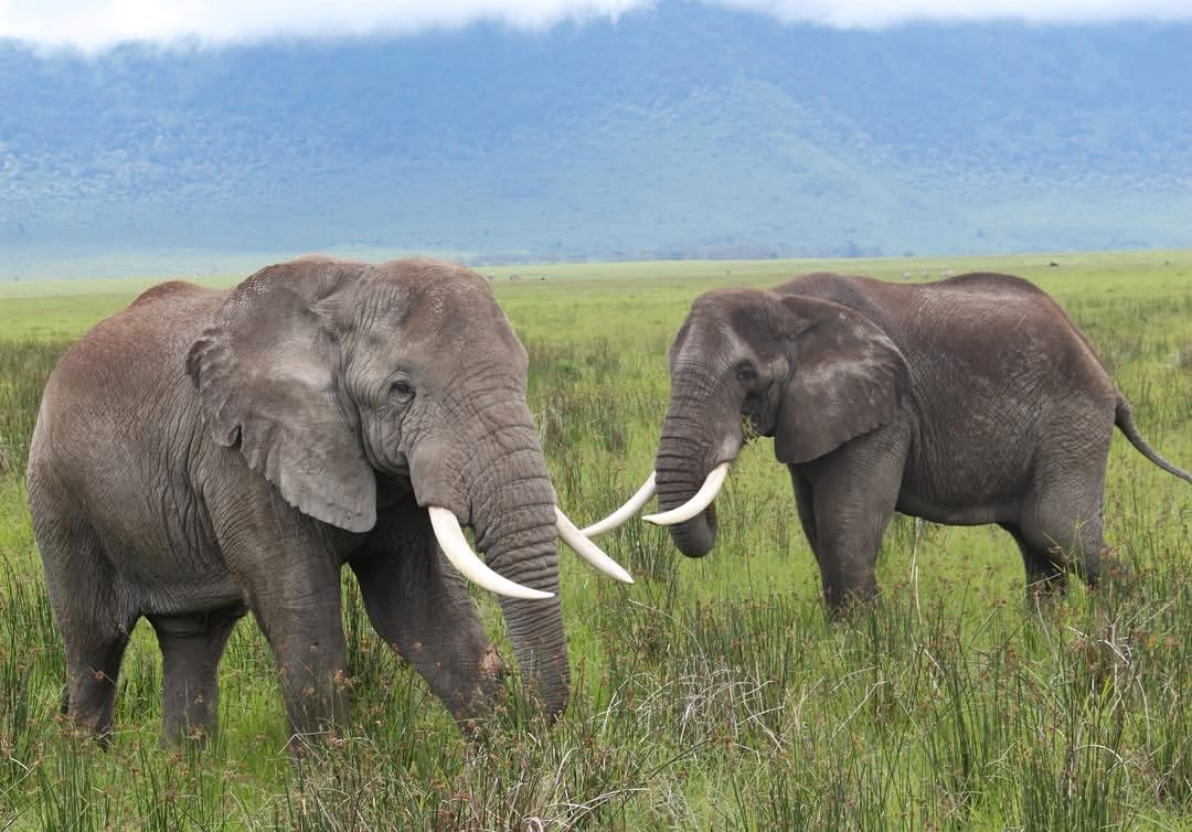 6-day Tanzania Big Five safari through Tarangire Ngorongoro and Serengeti