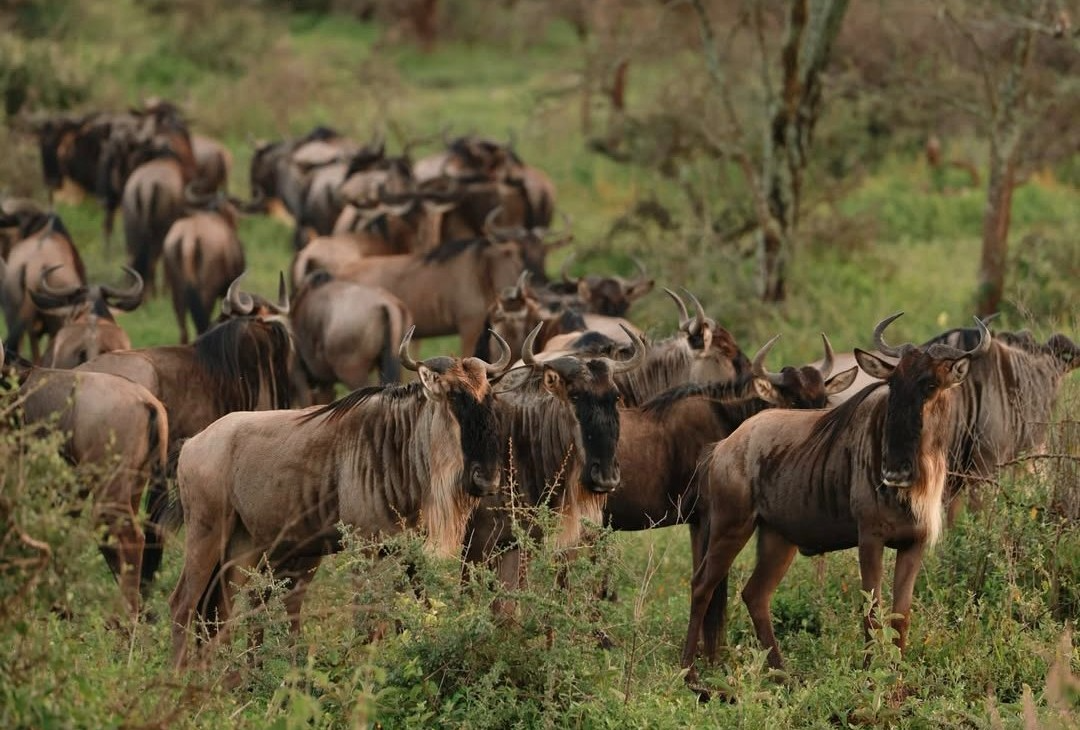 Guests clinking glasses at a Serengeti sundowner