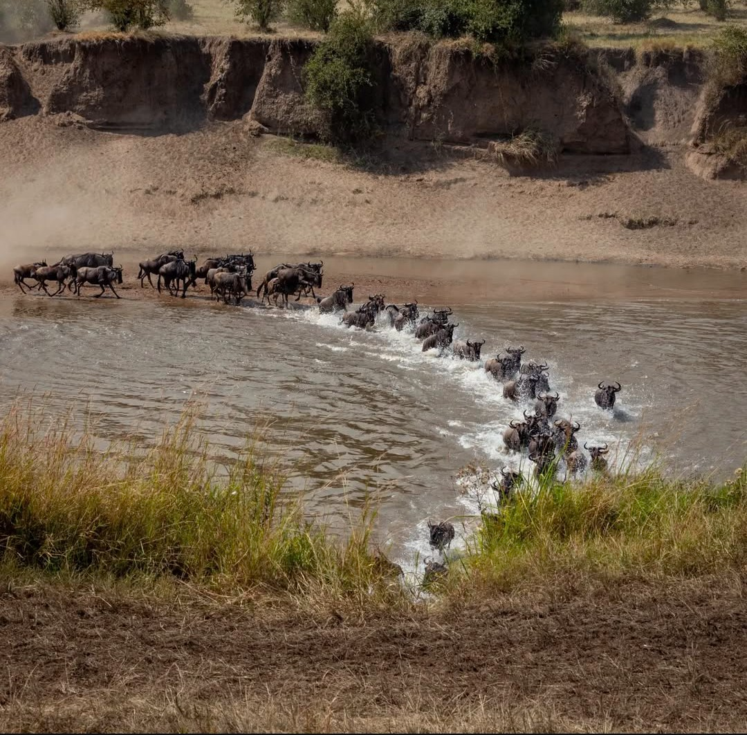 Mara River crossing in Northern Serengeti, Tanzania with wildebeest and crocodiles during the Great Migration