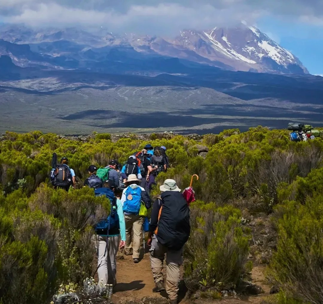 Hikers on Kilimanjaro through moorland zone