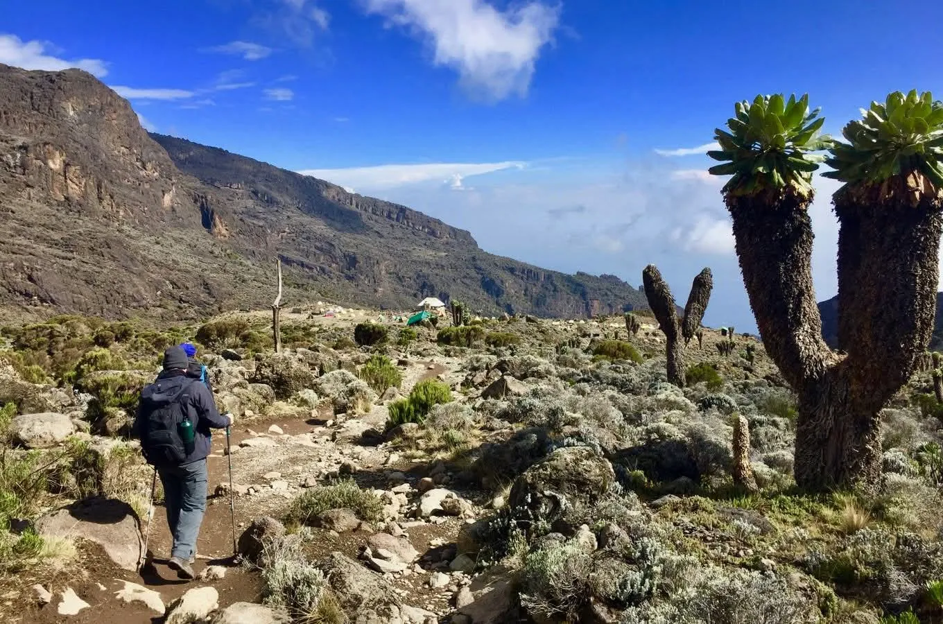 Lemosho Route 7 Days, Kilimanjaro climbing tours