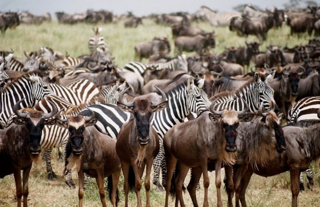 Tarangire Ngorongoro Ndutu