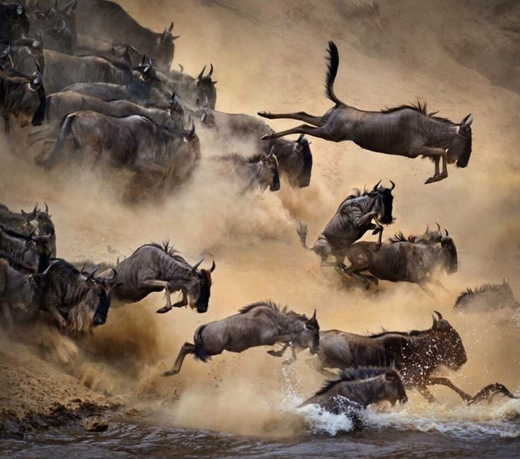 Great Wildebeest Migration in Serengeti National Park, Tanzania