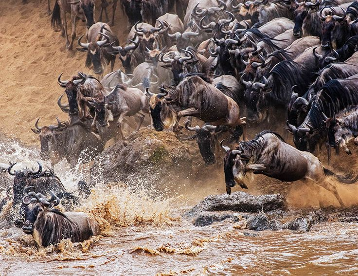6-Day Tanzania Great Migration Safari Serengeti & Ngorongoro Adventure