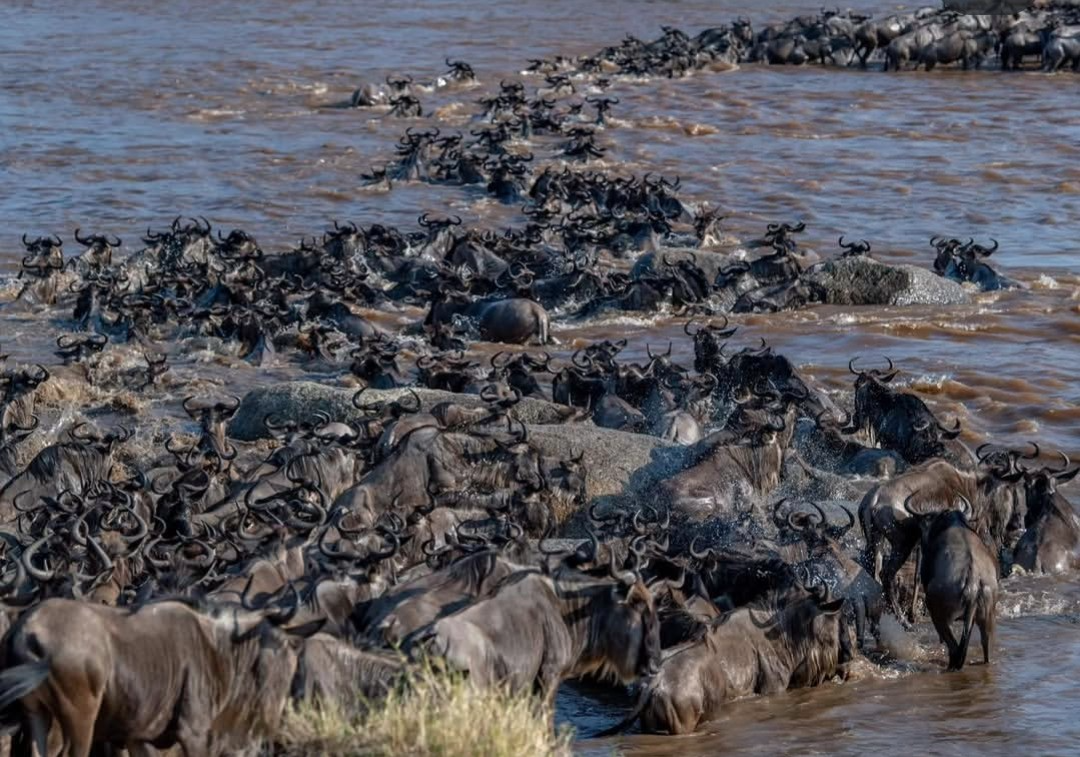 Tarangire Ndutu Serengeti Safari