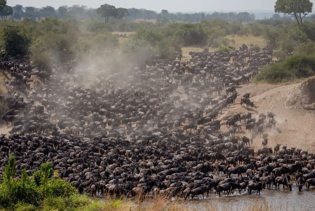 8 Days Great Migration Safari