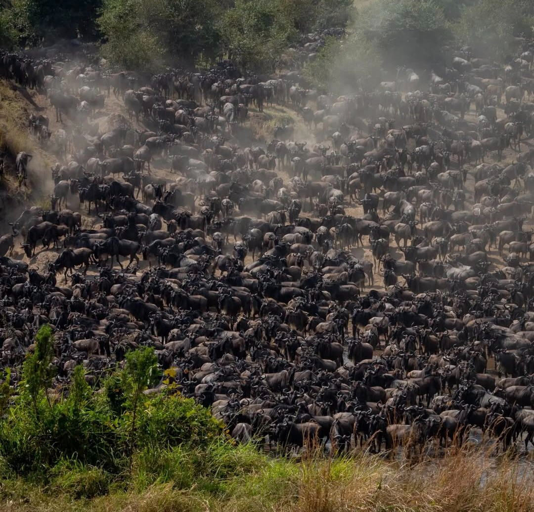 Serengeti National Park Tanzania wildebeest migration