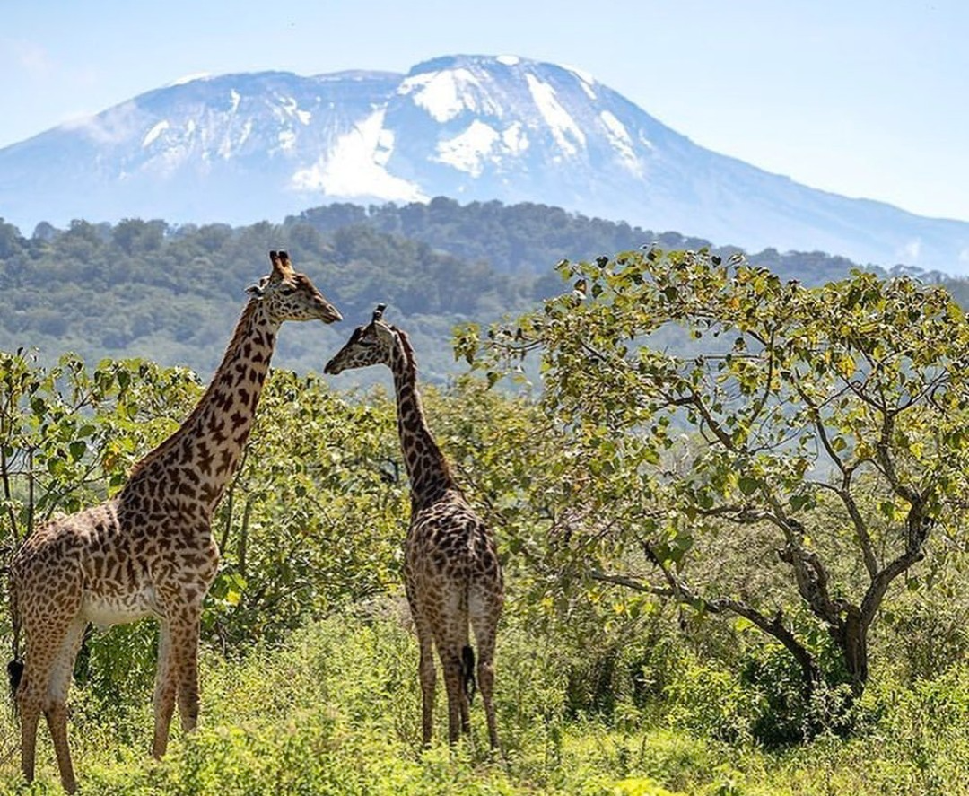 7 Day Tanzania Safari