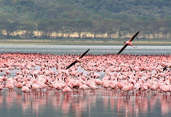 3 Day Tarangire Ngorongoro Manyara