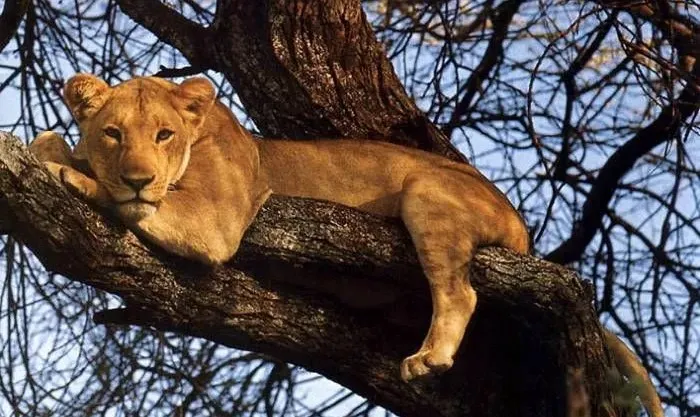 7 Day Tanzania Safari