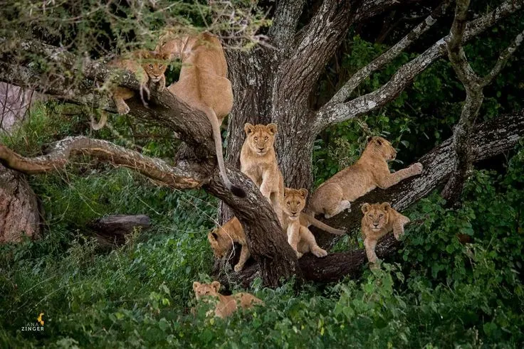Groundwater forest in Lake Manyara National Park