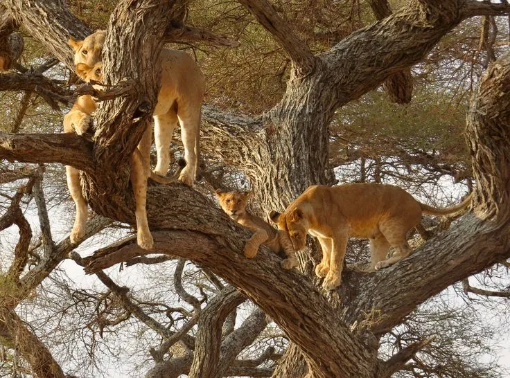 Lake Manyara National Park