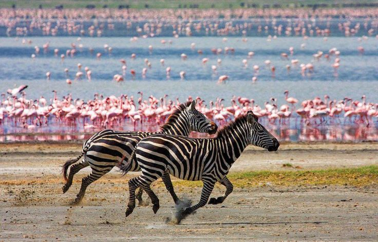 Lake Manyara National Park with flamingos on the alkaline lake