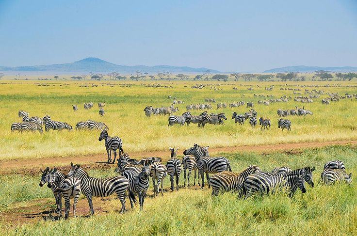 4 Day Serengeti Ngorongoro