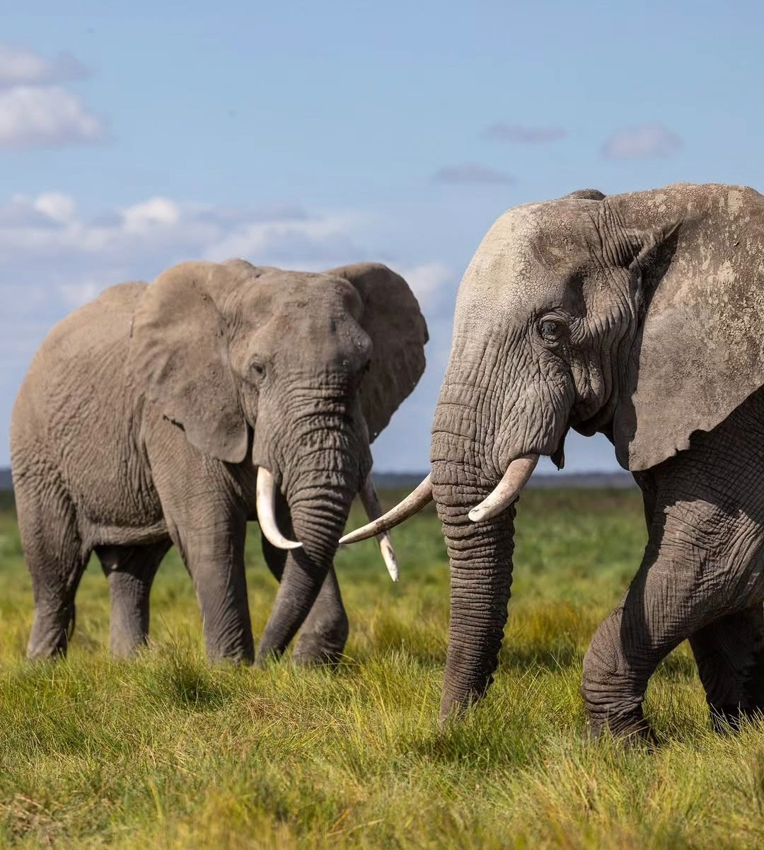 Wildlife on the Ngorongoro Crater floor
