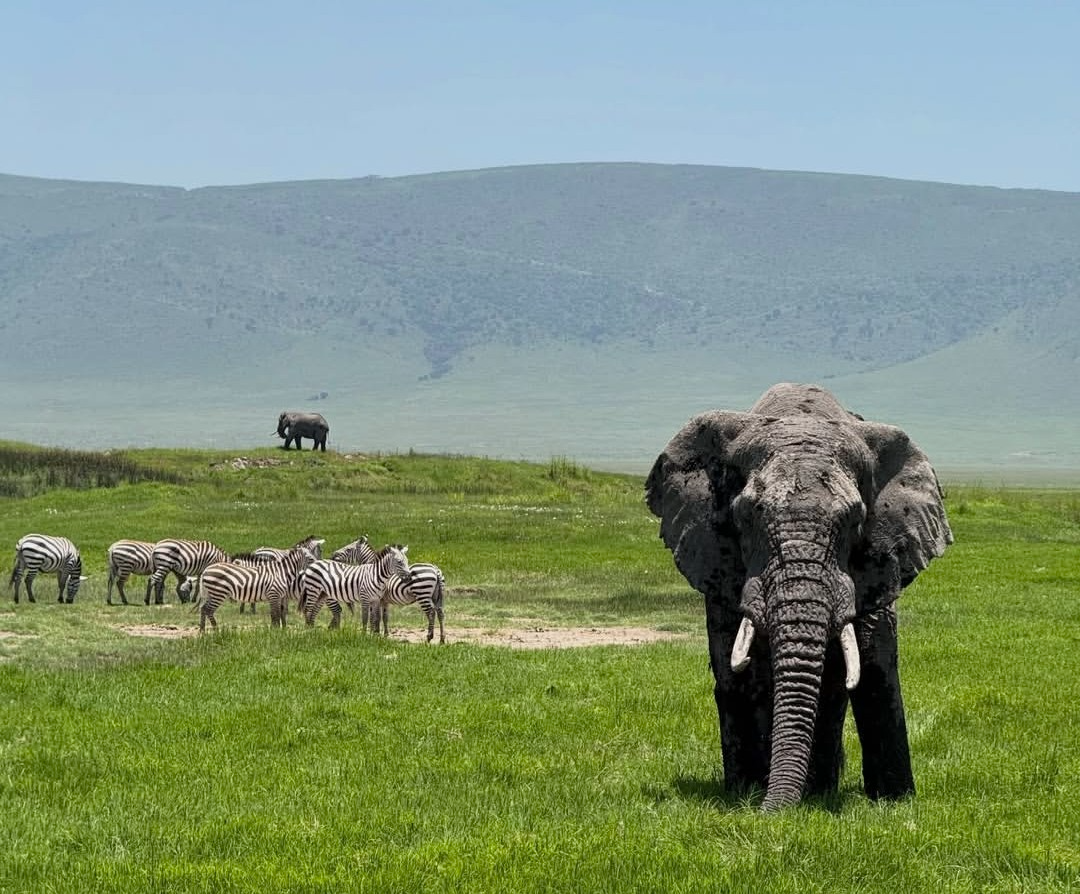 Ngorongoro Crater volcanic caldera wildlife black rhino