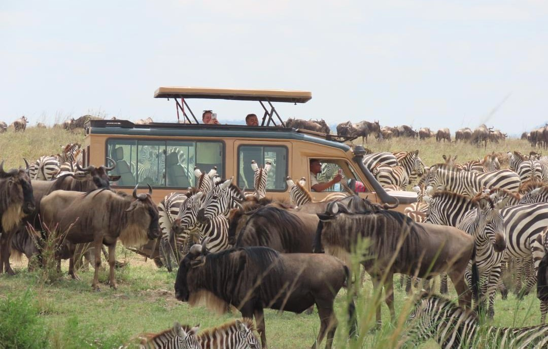 Serengeti National Park Great Migration wildebeest crossing Mara River