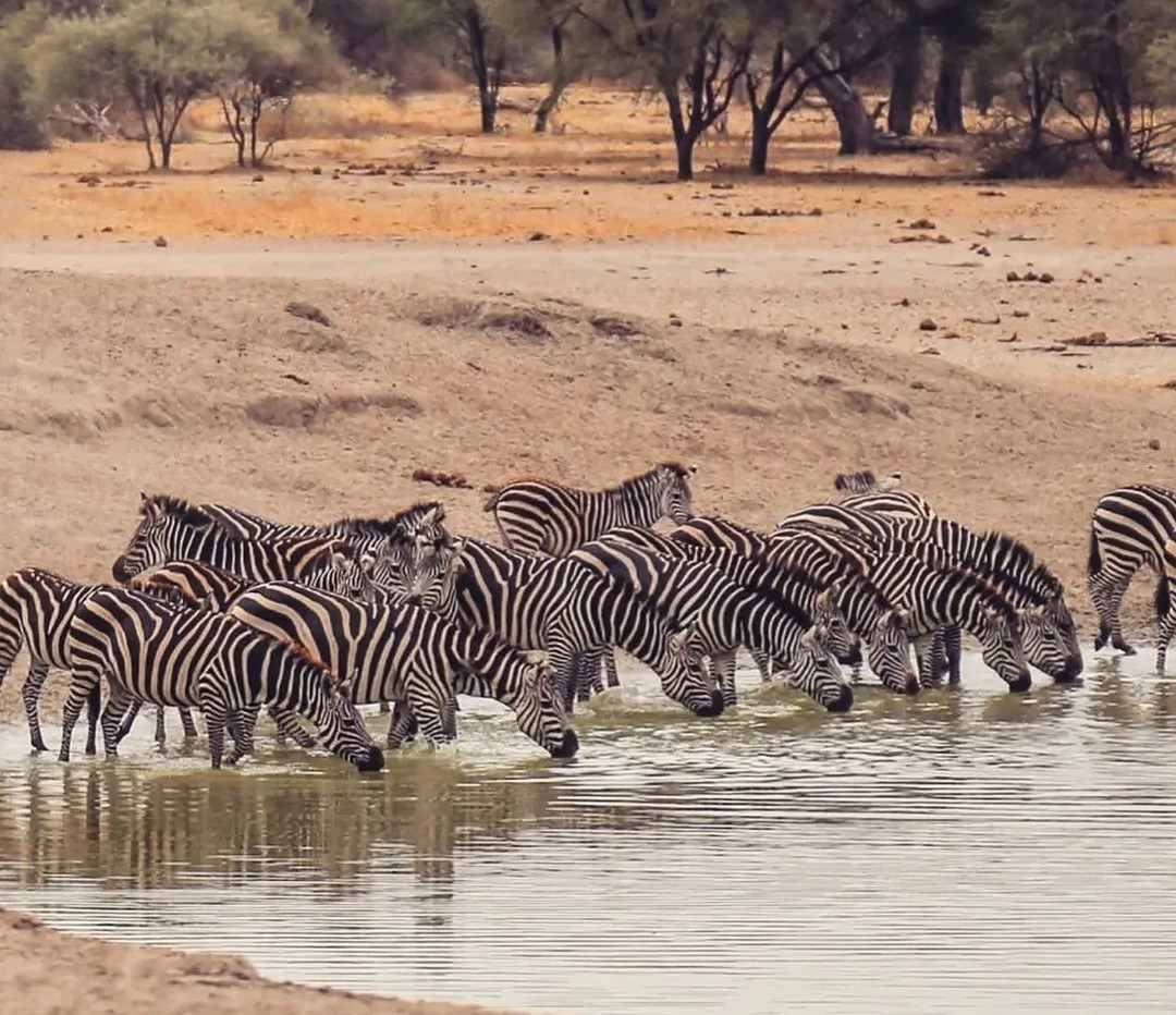 3 Day Tarangire Ngorongoro Manyara