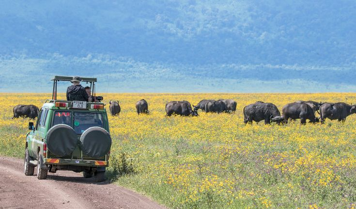 Serengeti Zanzibar Safari