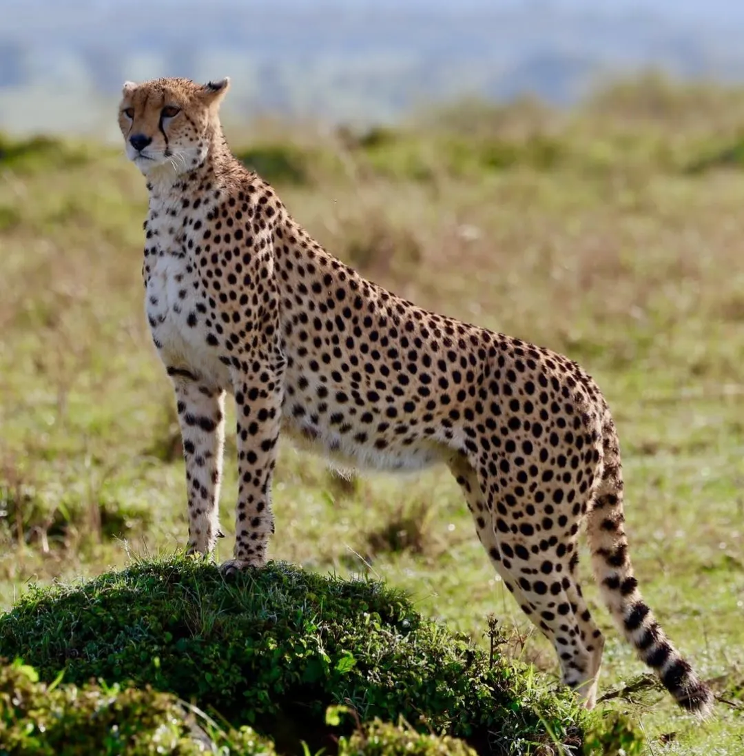 Luxury 5-day safari in Tanzania visiting Serengeti and Ngorongoro Crater with Big Five wildlife