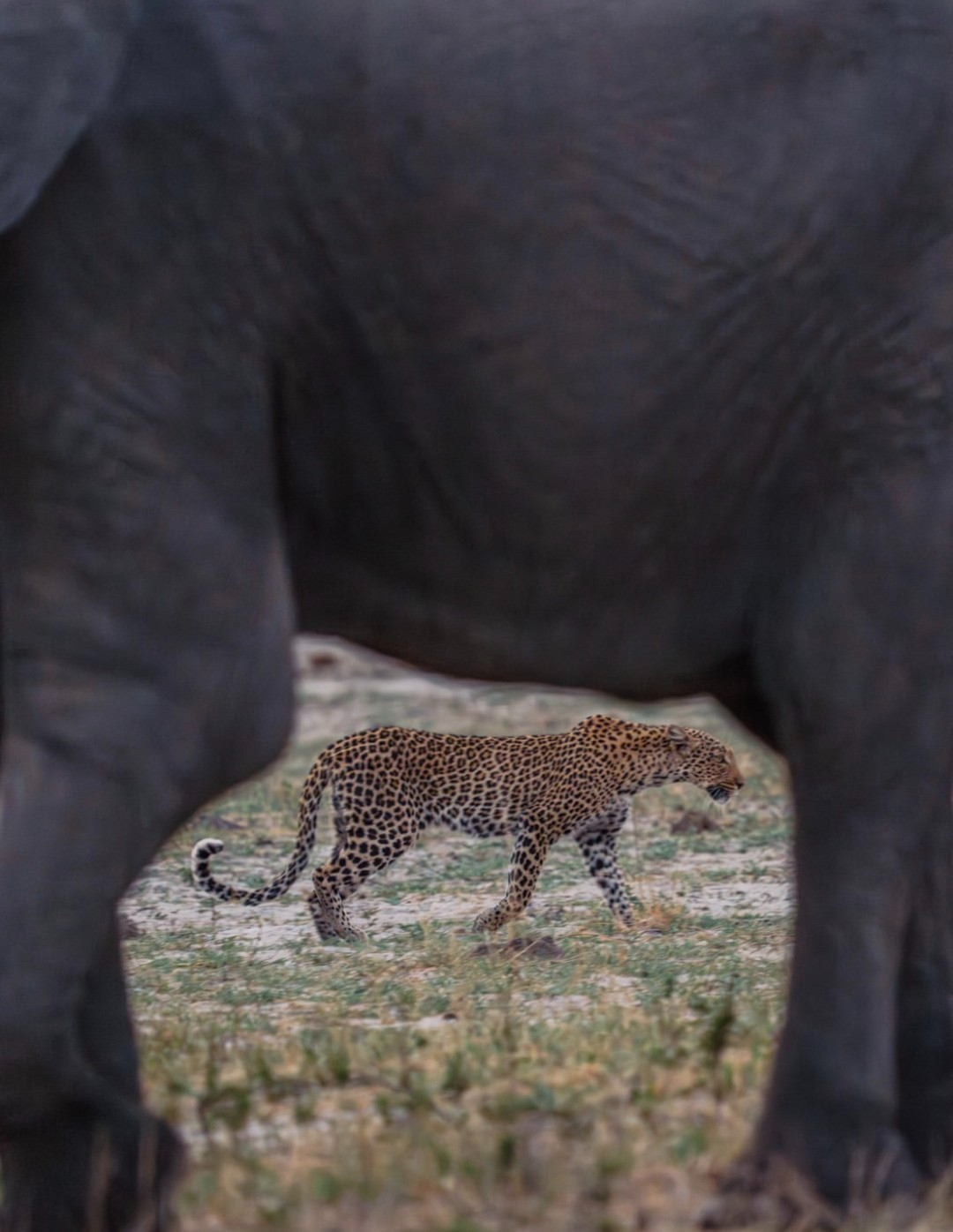 7-day calving season luxury safari