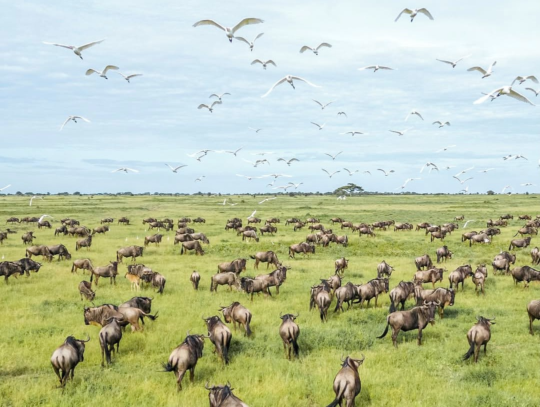 Calving Season Safari