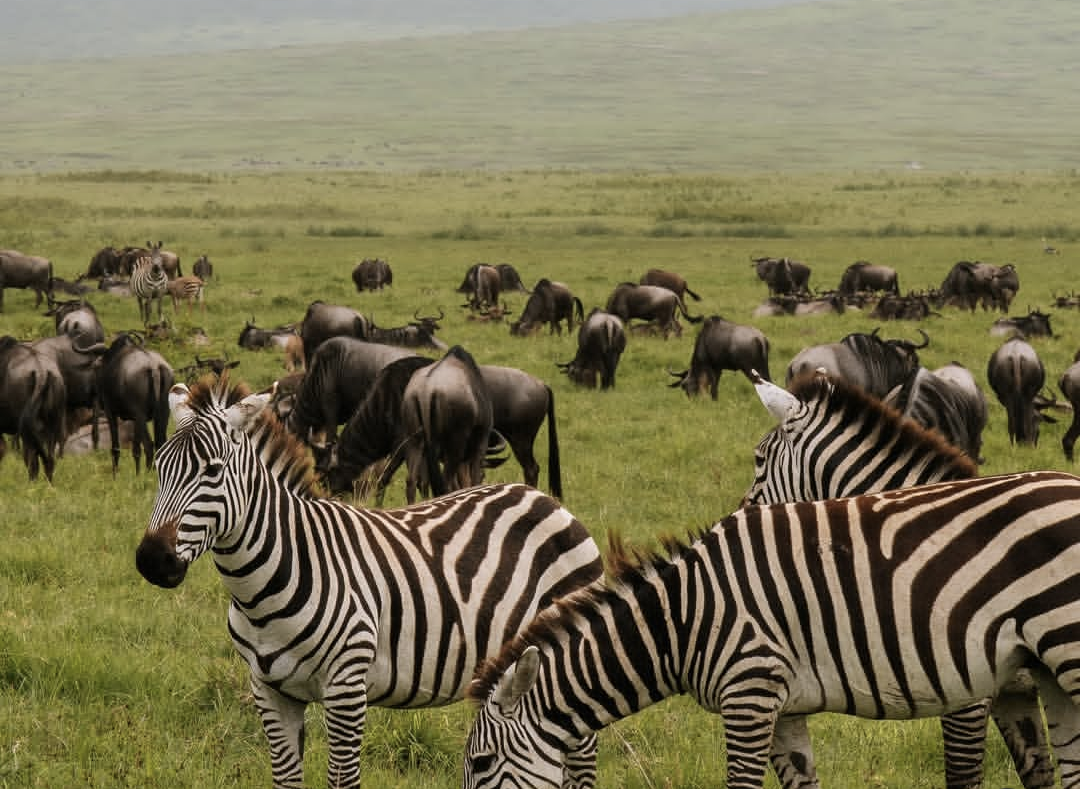 Luxury Safari Ngorongoro & Serengeti