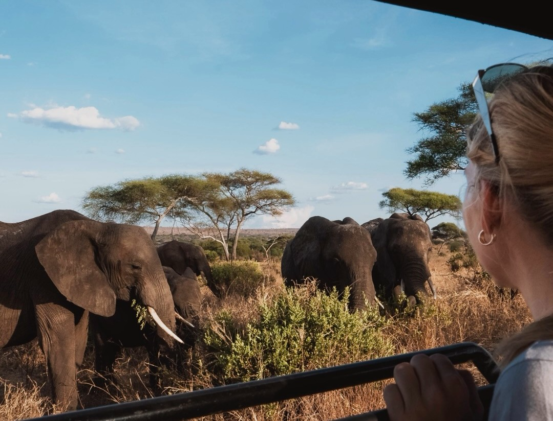 Tarangire National Park baobab trees and large elephant herds