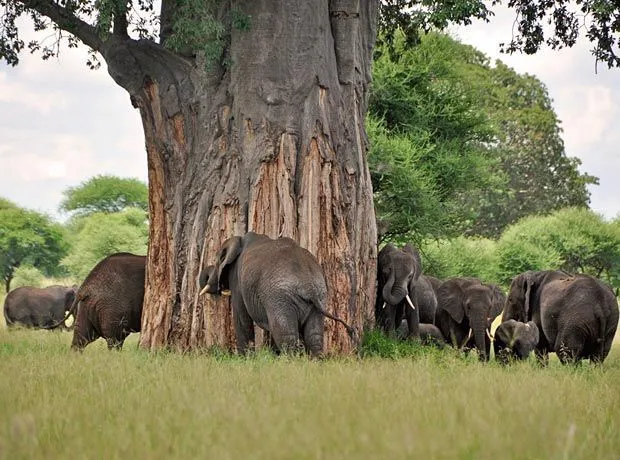Luxury Safari Ngorongoro & Serengeti