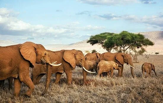 Tanzania Fly-In Safari