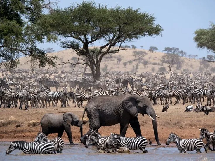 5 Days Tanzania Safari Tarangire, Serengeti, Ngorongoro & Manyara