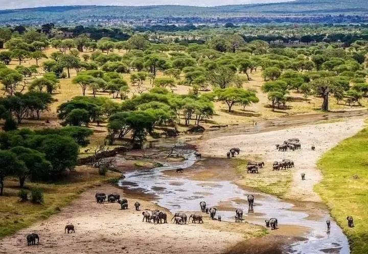 Tarangire National Park Day Trip – Elephants and Baobabs