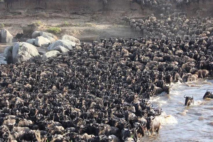 8 Days Migration Safari